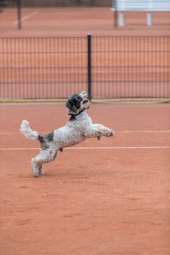 Bild 176 - BL2 THC von Horn und Hamm - Der Club an der Alster : Ergebnis: 0:9